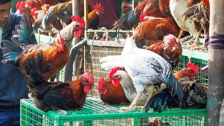 Rampur District Takes Action Against Avian Influenza Outbreak