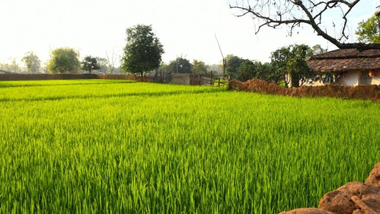 Forest Rights Titles Vanish from Chhattisgarh Records Officials Cite Reporting Error