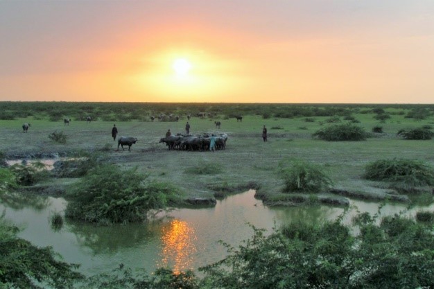 Banni Grasslands in Kutch Identified as Major Carbon Sink, New Study Reveals
