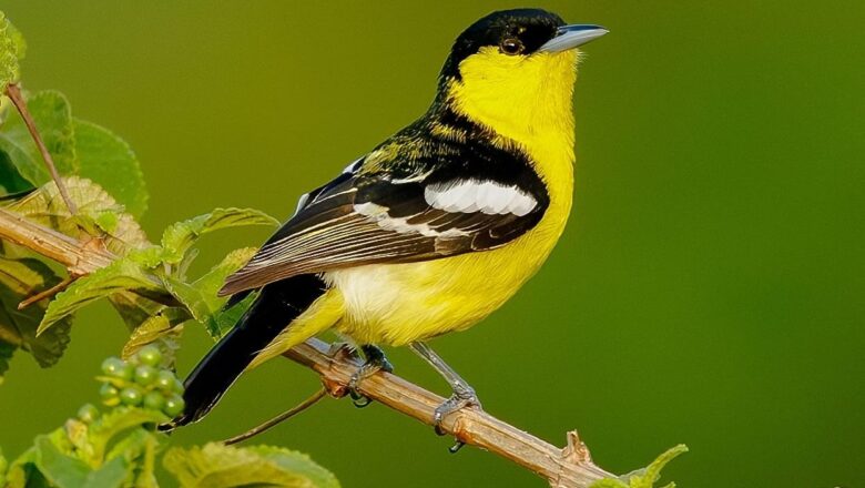 Bird survey maps Hyderabad changing skies, records 218 species