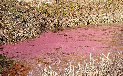 Red Algal Blooms Signal Distress in India Water Bodies