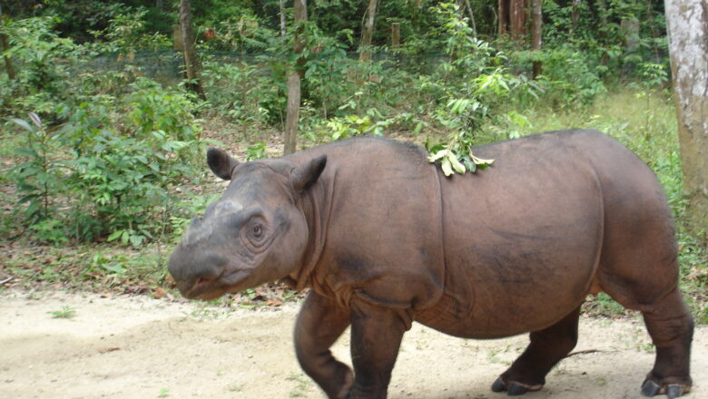 Sniffer Dogs May Have Traced Lost Sumatran Rhinos in Way Kambas