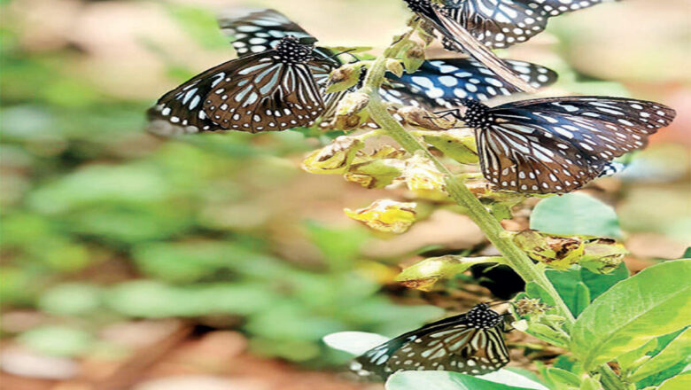 Milkweed Butterflies Take to the Skies in Southern India