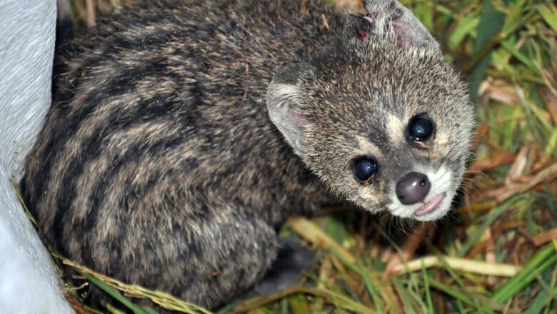 Kerala Civet Menace Signals Deeper Ecological Wounds