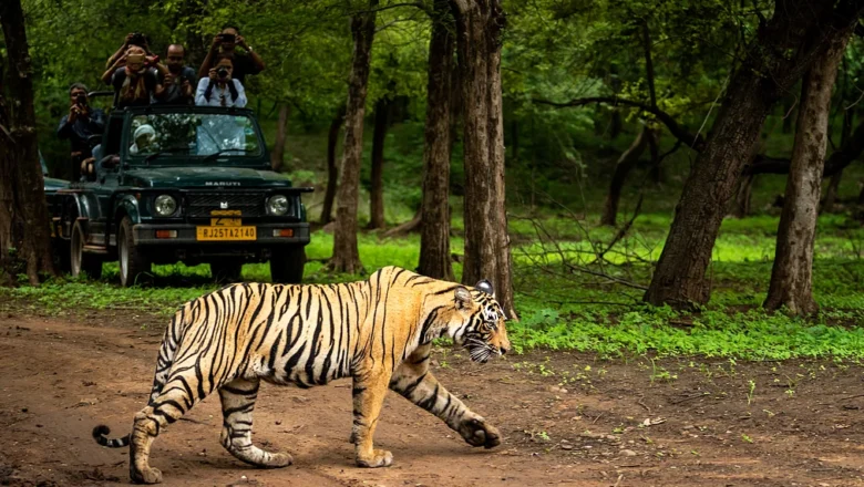 Tigers Face Local Extinction as Poverty, Mining and Deforestation Shrink Habitats