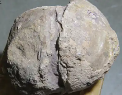 India Largest Dinosaur Hatchery Unearthed in Madhya Pradesh