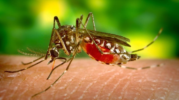 Climate Swings Could Accelerate Mosquito-Borne Disease Outbreaks, Study Warns