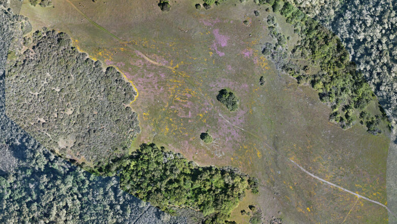 Stanford Researchers Use Aerial Imagery to Study Fire and Landscape Change at Jasper Ridge