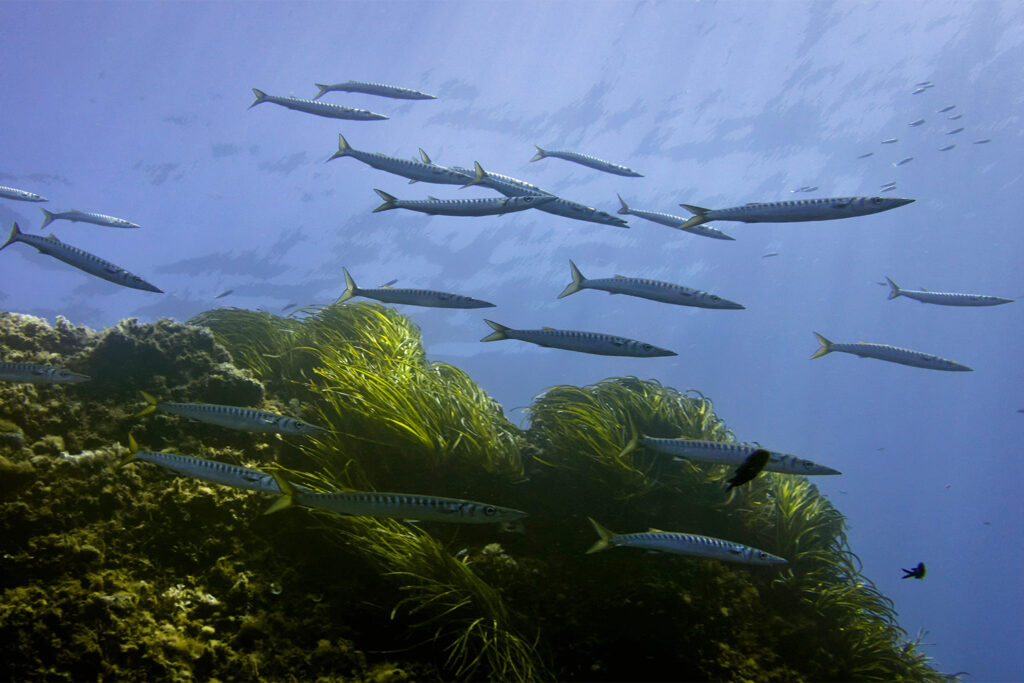 Why the BBNJ Treaty Could Be a Game Changer for the Mediterranean Sea