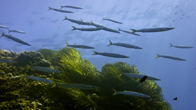 Why the BBNJ Treaty Could Be a Game Changer for the Mediterranean Sea