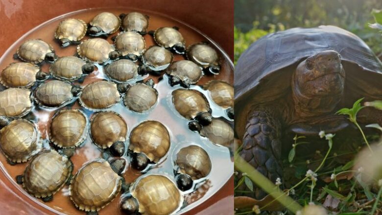 Manipur Marks Conservation Milestone with First-Ever Successful Artificial Incubation of Asian Giant Tortoises