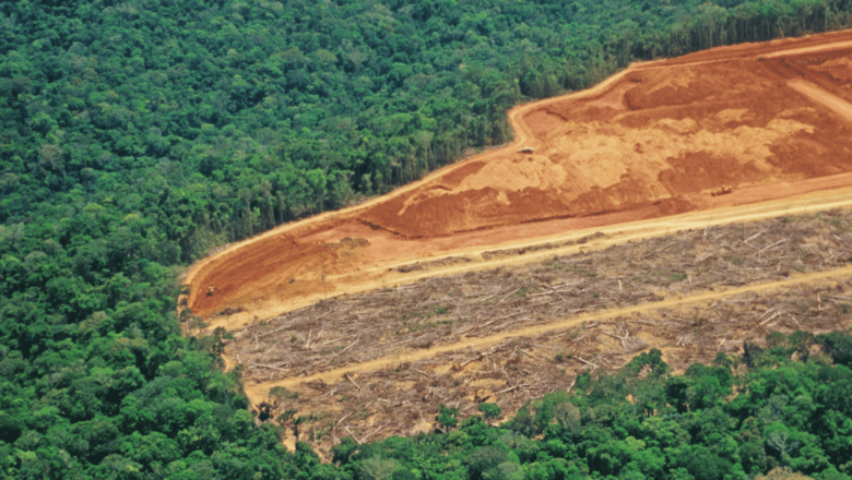 Deforestation Has Killed Over Half a Million People in the Tropics, Study Finds