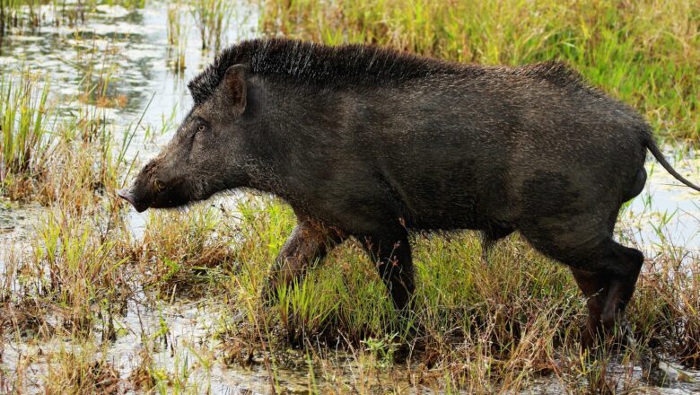 Kerala New Bill to Cull ‘Problem Animals’ Sparks Conservation Controversy
