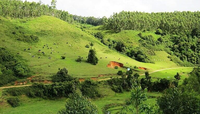 Tighter Rules for Green Credits: Centre Links Tree Plantation Rewards to Survival and Canopy Density