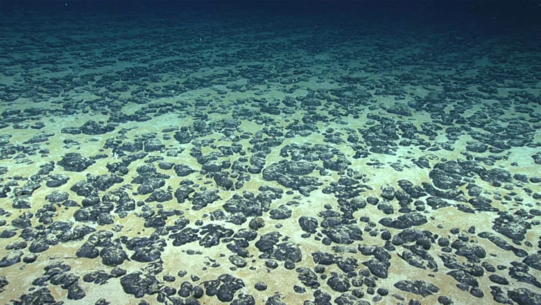 Ancient Forests Fueled an ‘Oxygen Flood’ in the Deep Ocean, Paving the Way for Complex Marine Life