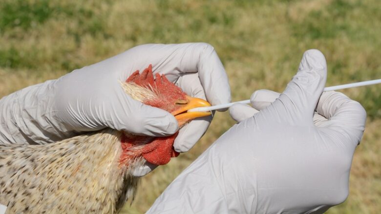 H5N1 Bird Flu Outbreak Reported in Northern Germany