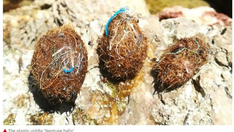 Seagrass Neptune Balls Reveal and Trap Ocean Plastic
