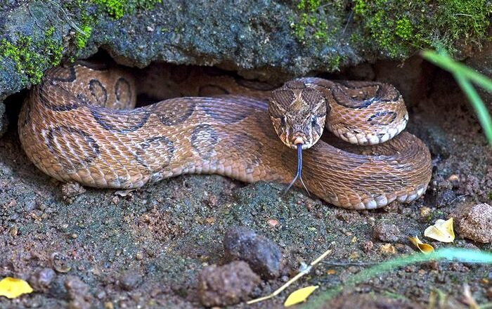 Study Finds Climate Change Could Create New Snakebite Hotspots in India