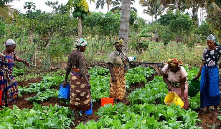 African Leaders Unveil “Green Blueprint” at Climate Summit Call for Global Investment