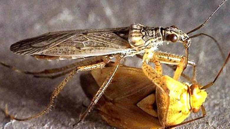 When India Fights Foreign Pests by Importing Insects