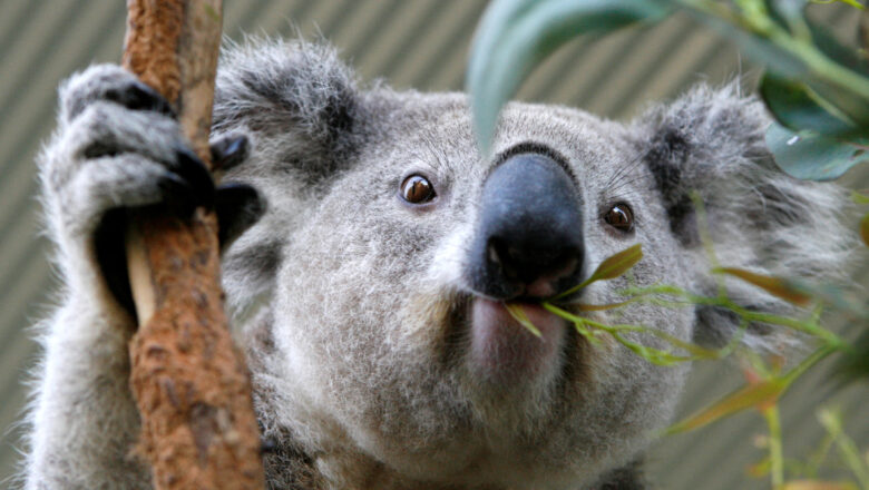 Australia Approves Historic Chlamydia Vaccine to Save Endangered Koalas