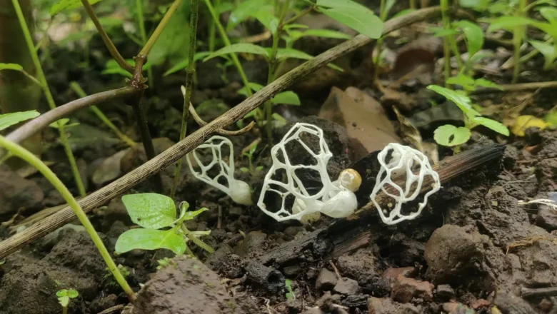 Rare Purple Pinwheel Fungi Discovered for First Time in Telangana Kawal Tiger Reserve