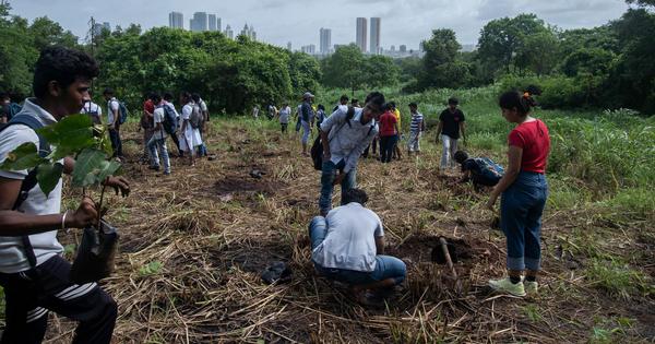 Study Reveals Tree Planting Potential Drastically Overstated, Warns Against Relying on Forests to Solve Climate Crisis