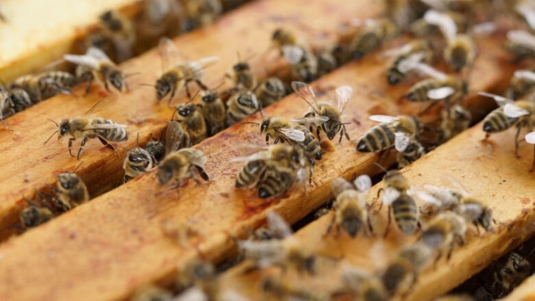 Deadlier Threat to Global Honey Bee Colonies, Raising Alarms for Agriculture and Food Security