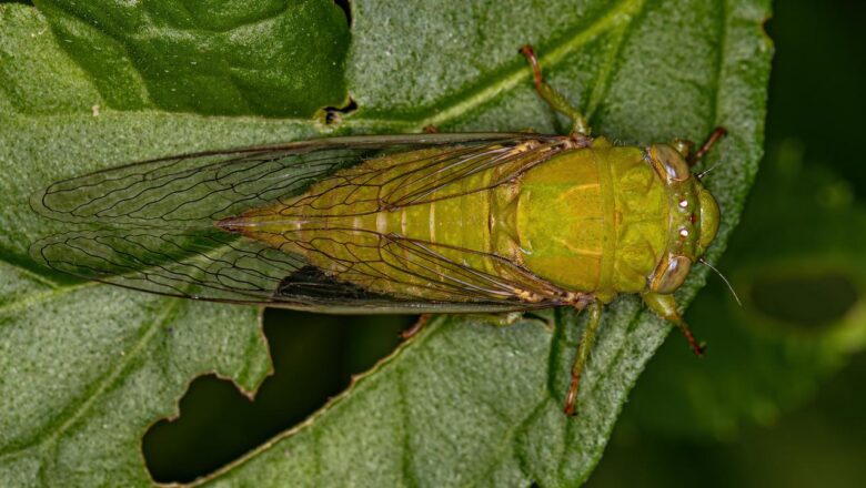 The Sound of Change: Why Cicadas May Be Returning to Silent Valley