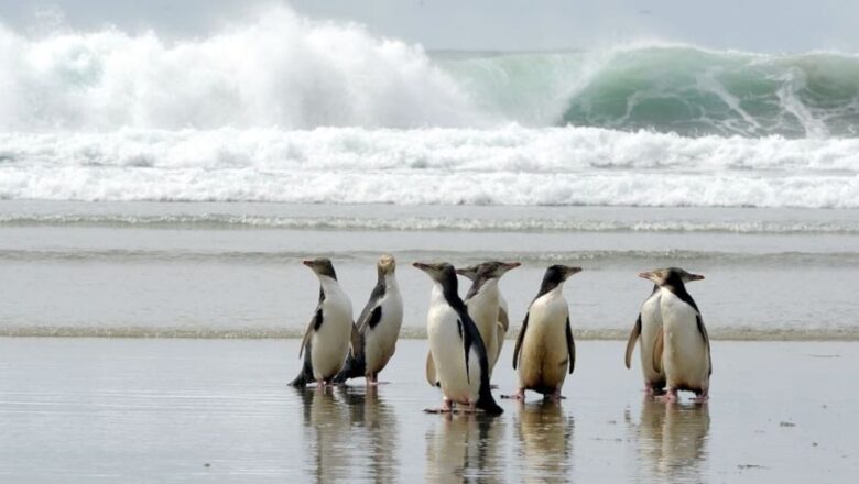 New Zealand Government Implements Emergency Fishery Ban to Protect Rare Hoiho Penguins Near Otago