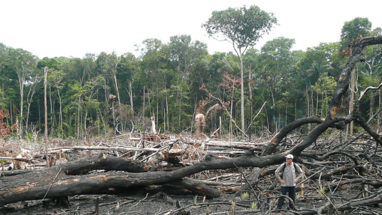 Deforestation in the Amazon is Causing Drier Dry Seasons, Study Finds