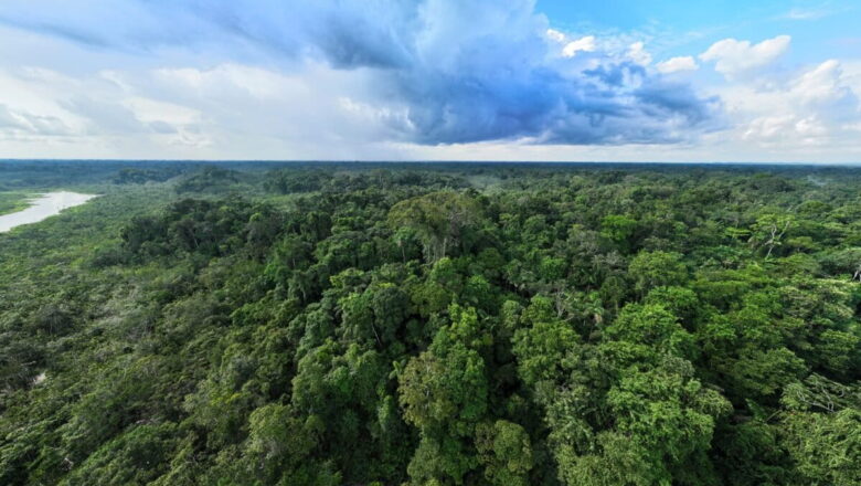 Brazil Proposes Market-Based Fund at COP30 to Revolutionize Forest Conservation Finance