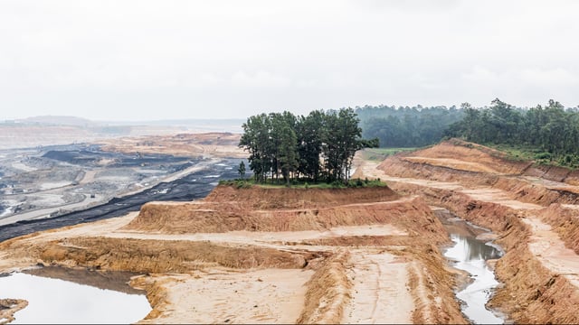 Chhattisgarh Coal Mine Becomes First to Successfully Revive Rare Sal Trees