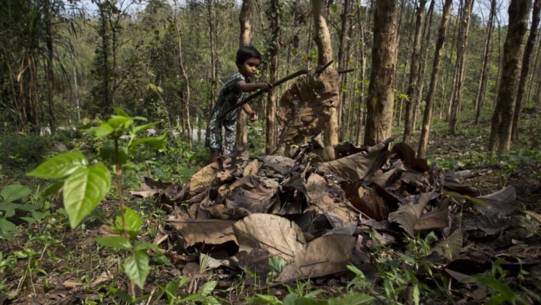 Misuse of Forest Rights Act Fueling Deforestation and Corruption in India, Says Report