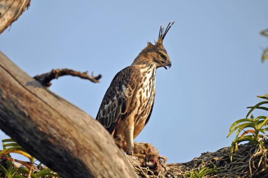 Tamil Nadu Establishes Foundation to Protect Endangered Raptors