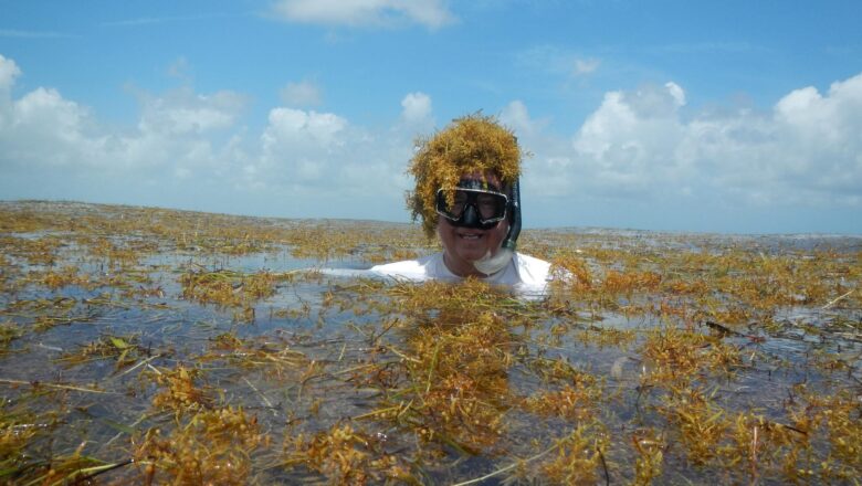 Human Pollution Is Fueling a Massive Sargassum Bloom Across the Atlantic, Scientists Warn