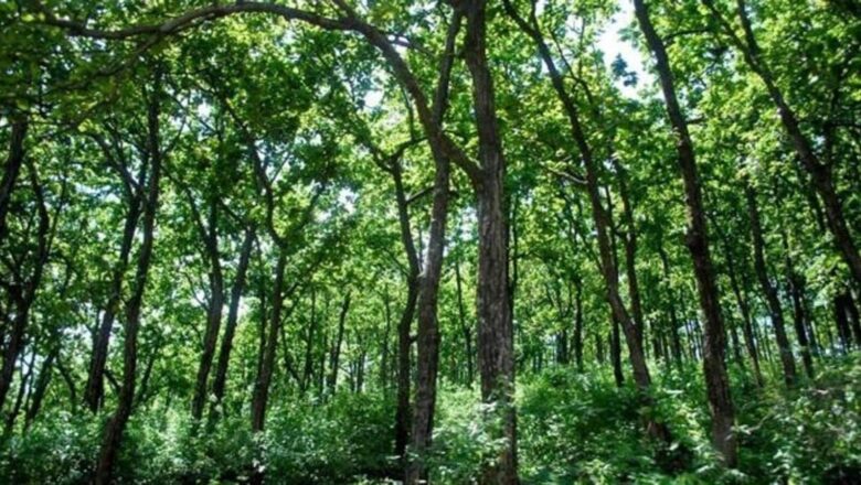 IIT Kharagpur Study Warns of Declining Health of India’s Forests