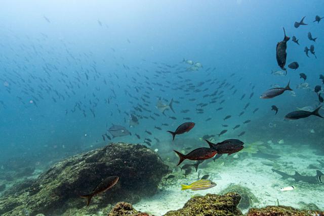 High Seas Treaty Reaches Critical Milestone as Morocco’s Ratification Paves Way for Entry into Force