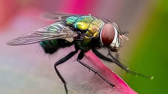 Swift Response to Screwworm Outbreak in Nuevo Leon Prevents Spread