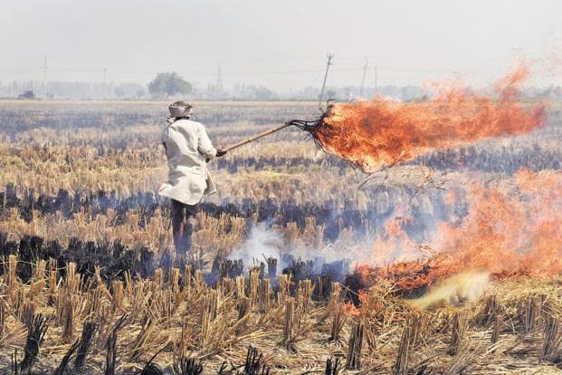 Stubble Burning Is a ‘Marketing System Failure,’ Not Farmers’ Defiance, Says Academic Study
