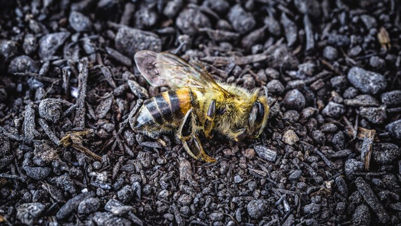 Study Finds Insects Vanishing at Alarming Rate, Even in Pristine Habitats