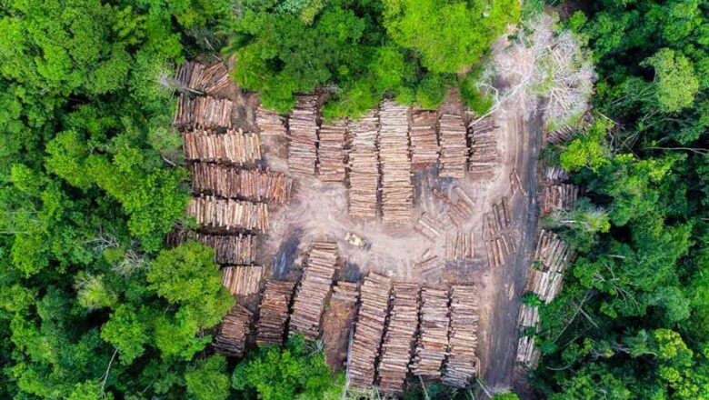 Study Says Human Activity Has Fragmented 80% of Tropical Forests