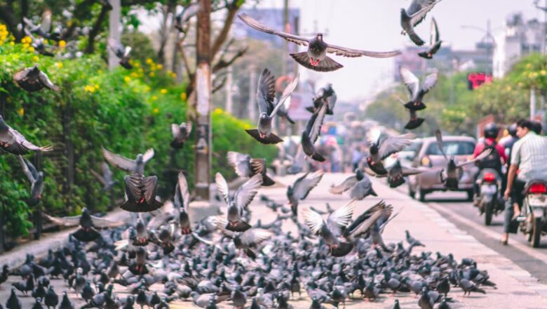 Whose Pigeons Are These? Delhi Agencies Pass the Buck on Growing Bird Menace