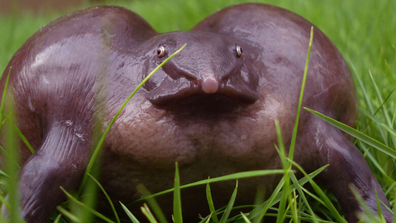 Hyderabad Researchers Lead Race to Save ‘Jewel of Gondwana’ Purple Frog