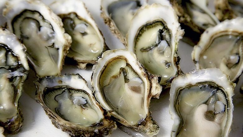 Blue Superfood Study Highlights Oysters as Climate Solution That Cleans Water and Stores Carbon