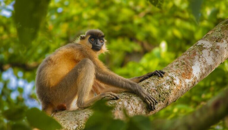 Fragmented Forests and Food Scarcity Threaten Capped Langurs in Assam, Study Finds