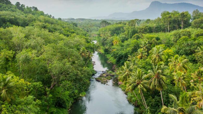 Native Forest Species Missing on Land Given to Radha Soami Satsang Beas