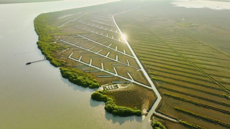 Tamil Nadu Pioneers India Most Ambitious Mangrove Revival, Hands Funding Directly to Coastal Communities