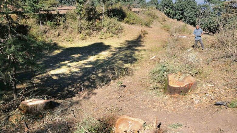 Panchkula Dera Felled Native Forest Trees Violating Diversion Norms: NGT Panel Finds