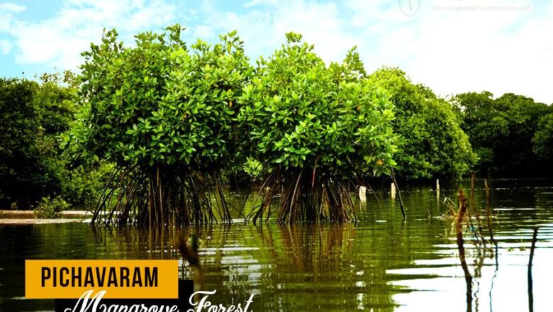 Pichavaram Introduces Groundbreaking Tidal Nursery To Boost Mangrove Survival